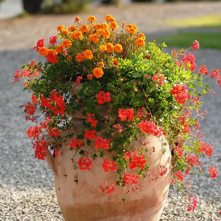 Bonello Bauernhof Pienza